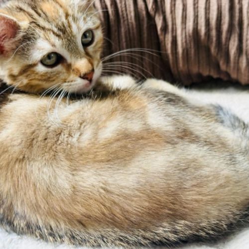 Fanny une petite compagne douce et proche de vous #5