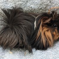 Bébé cochon d'inde péruvien femelle