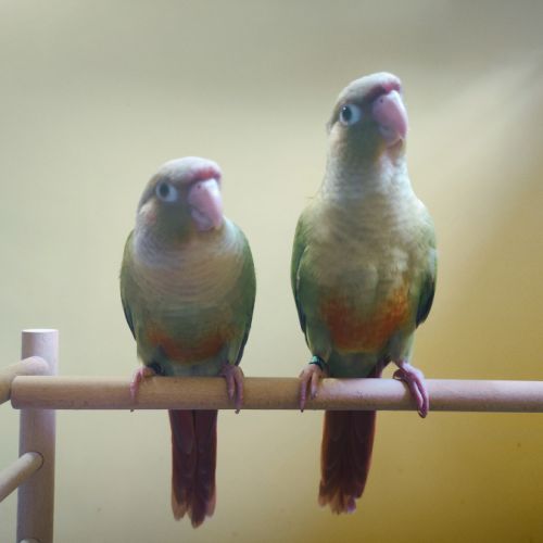 Conure de molina cinnamon eam #1