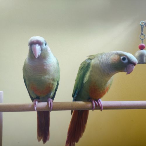 Conure de molina cinnamon eam #0