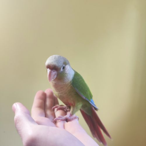 Conure de molina cinnamon eam #3