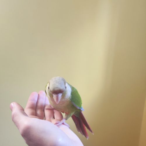 Conure de molina cinnamon eam #4