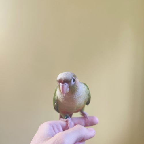 Conure de molina cinnamon eam #5