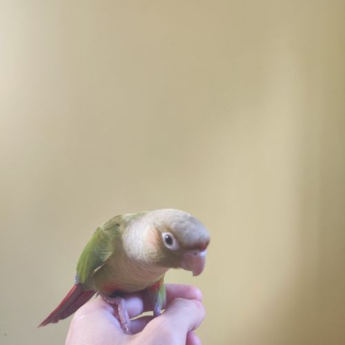 Conure de molina cinnamon eam #6
