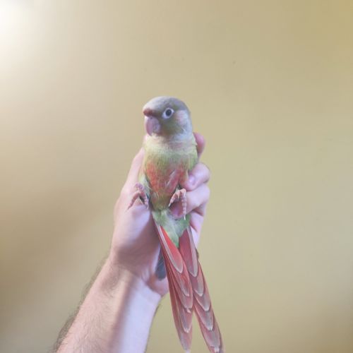 Conure de molina cinnamon eam #7