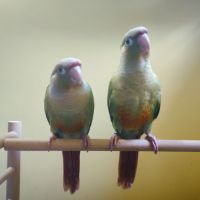 Conure de molina cinnamon eam #1