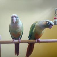 Conure de molina cinnamon eam
