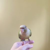 Conure de molina cinnamon eam #5