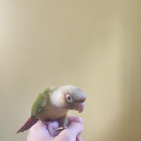 Conure de molina cinnamon eam #6