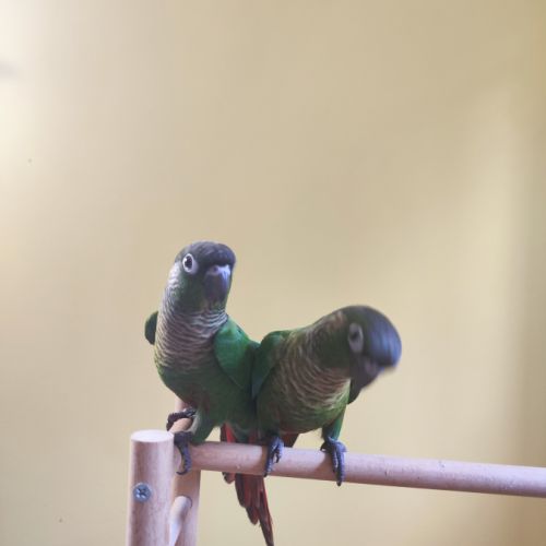 Conure de molina vert eam #2