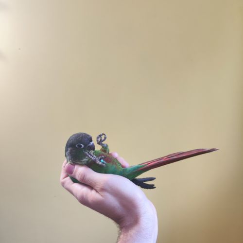 Conure de molina vert eam #7