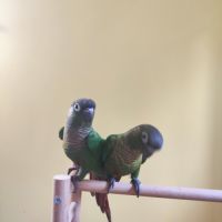 Conure de molina vert eam #2