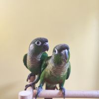 Conure de molina vert eam #3