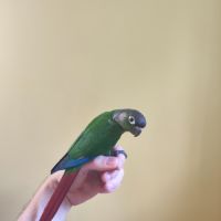 Conure de molina vert eam #4
