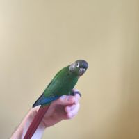 Conure de molina vert eam #5