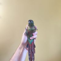 Conure de molina vert eam
