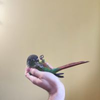 Conure de molina vert eam #7