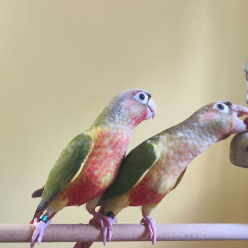 Conure de molina ananas eam #3