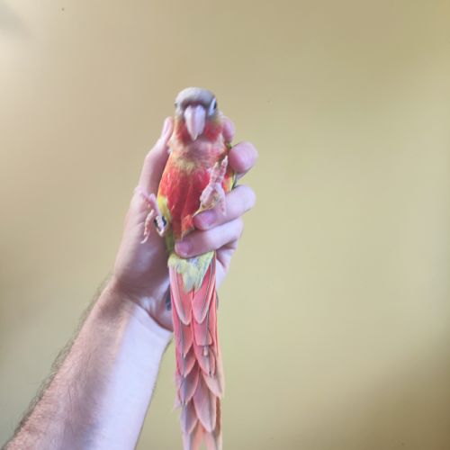 Conure de molina ananas eam #5