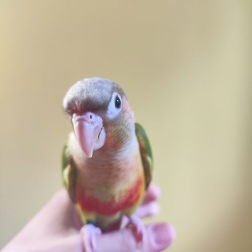 Conure de molina ananas eam #8