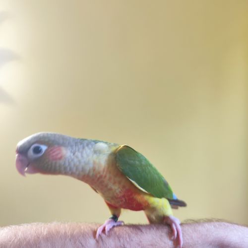 Conure de molina ananas eam #9