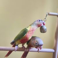Conure de molina ananas eam