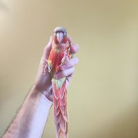 Conure de molina ananas eam #5