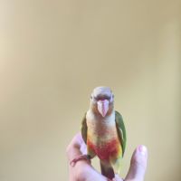 Conure de molina ananas eam #6