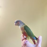Conure de molina ananas eam #7