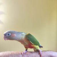 Conure de molina ananas eam #9