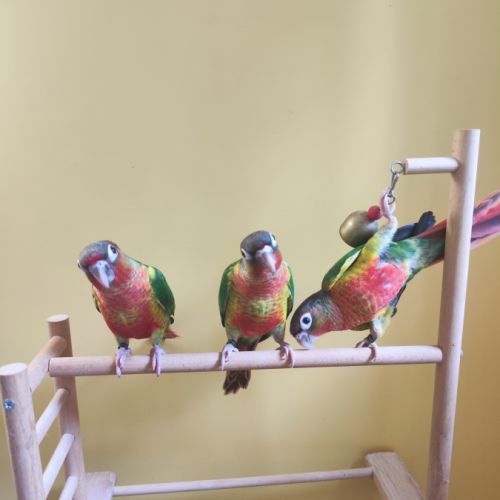 Conure de molina opaline eam #0