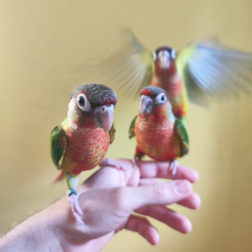 Conure de molina opaline eam #2
