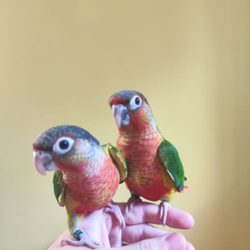 Conure de molina opaline eam #3