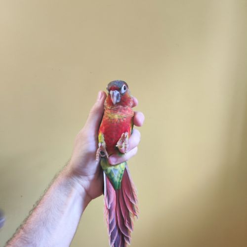 Conure de molina opaline eam #5