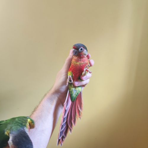 Conure de molina opaline eam #6
