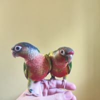 Conure de molina opaline eam #4