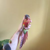 Conure de molina opaline eam #6