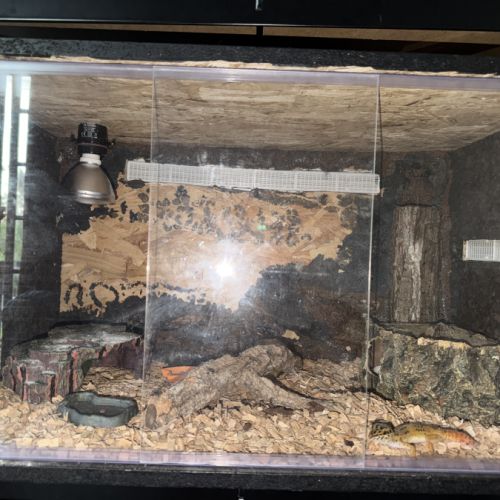 Gecko léopard à donner avec terrarium et accessoir #0