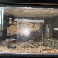 Gecko léopard à donner avec terrarium et accessoir
