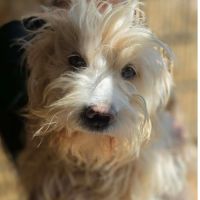 Lucky, double abandon, à l'adoption #2