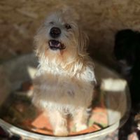 Lucky, double abandon, à l'adoption #3