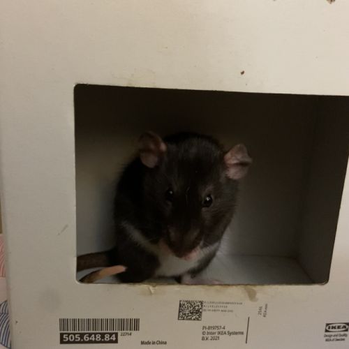 Rates soeur grises dumbo