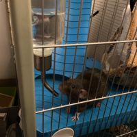 Rates soeur grises dumbo #2