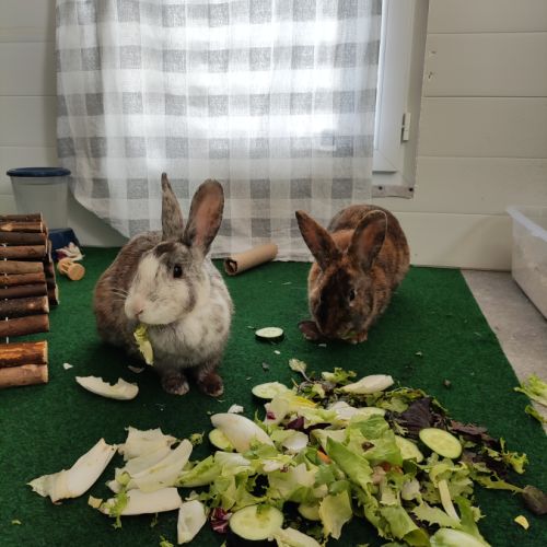 Lapines a adopter #0