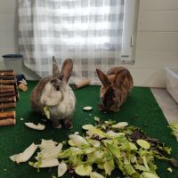 Lapines a adopter