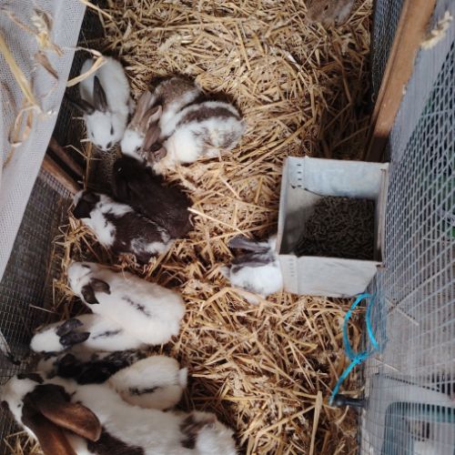 Lapin papillon #0