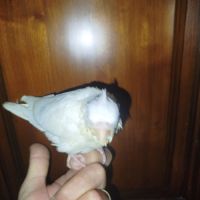 Perruche a collier #3