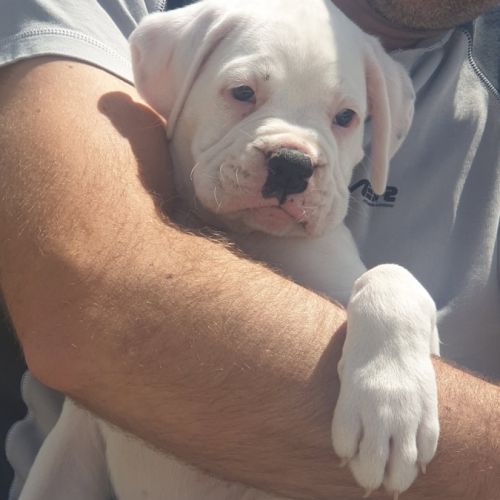 Boxer femelle blanche #1
