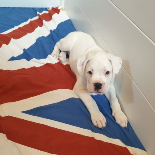 Boxer femelle blanche #0