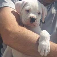 Boxer femelle blanche #1